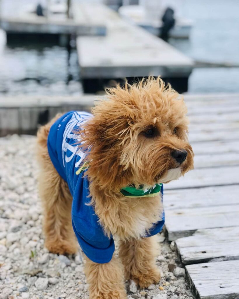Fluffy dog at the bay