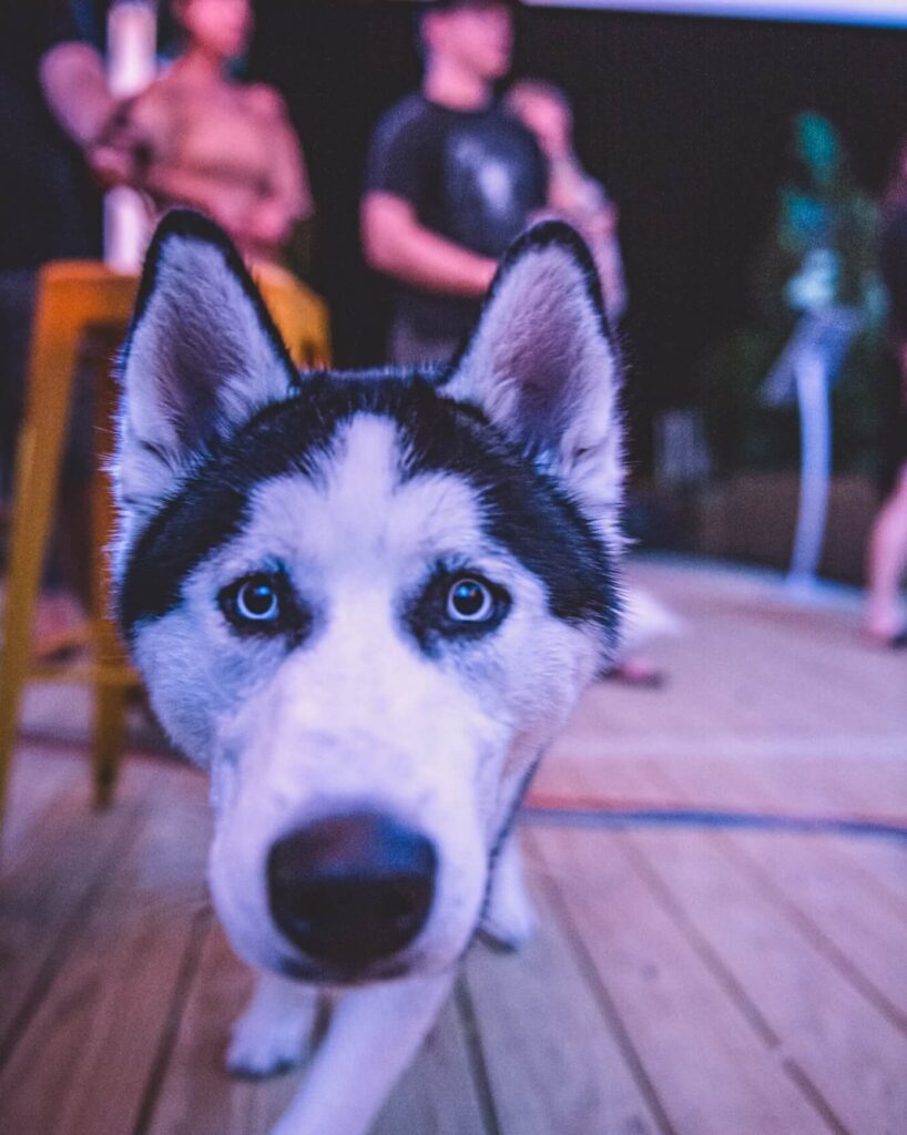 Happy dog at the bar