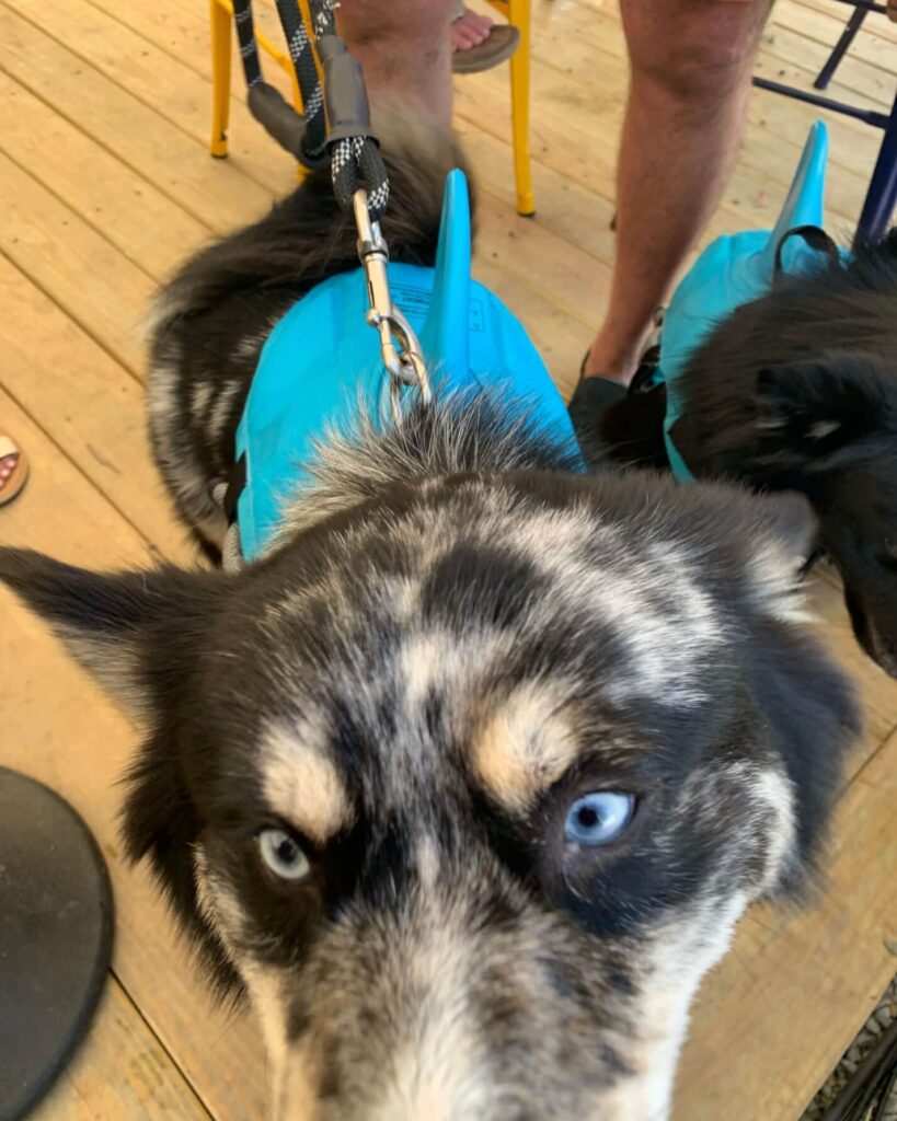 Dog with shark fin