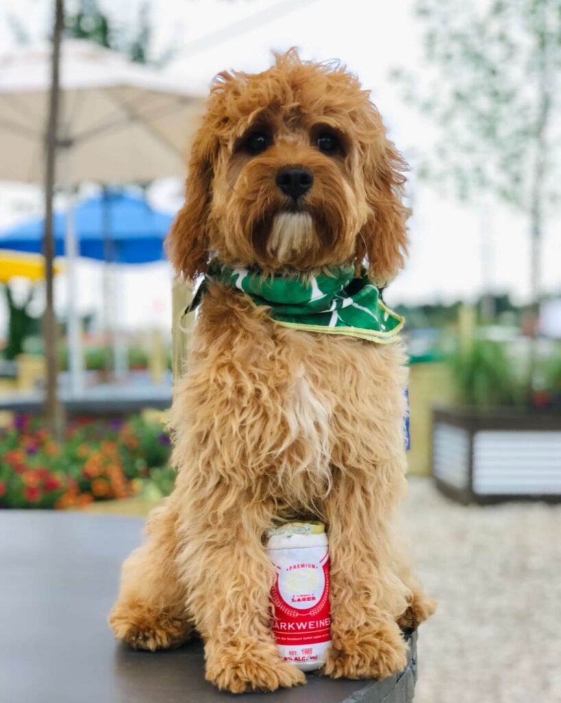 Fluffy dog with a drink