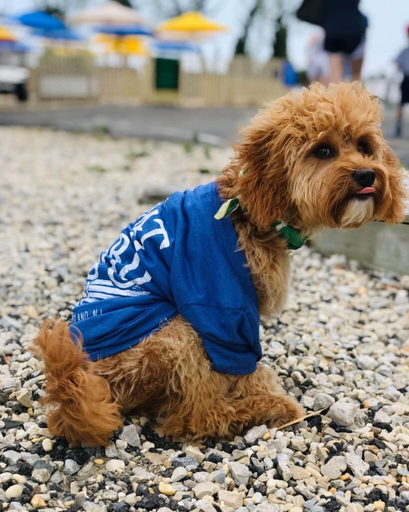 Fluffy dog in a Boatyard t shirt