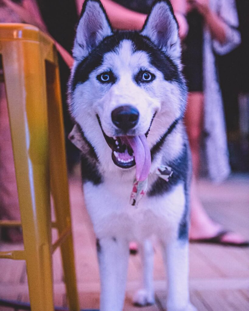 Dog at the bar