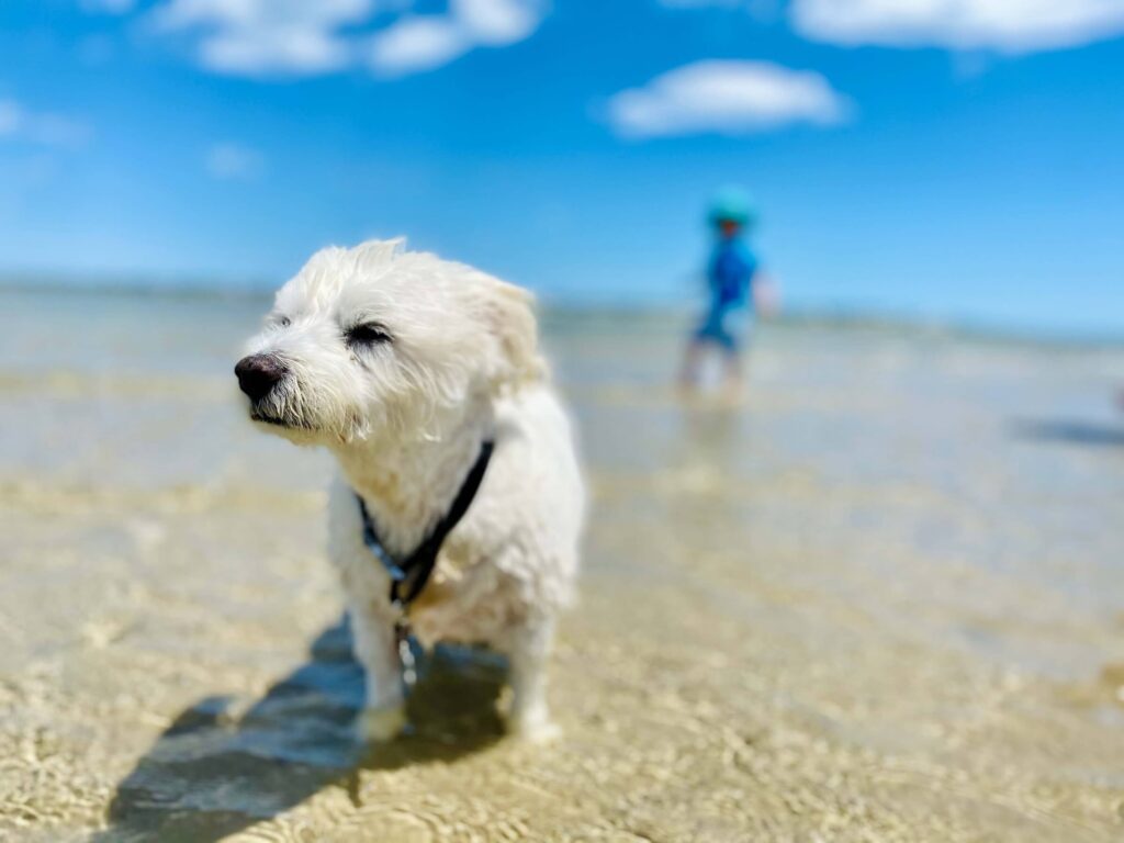 White dog in the water