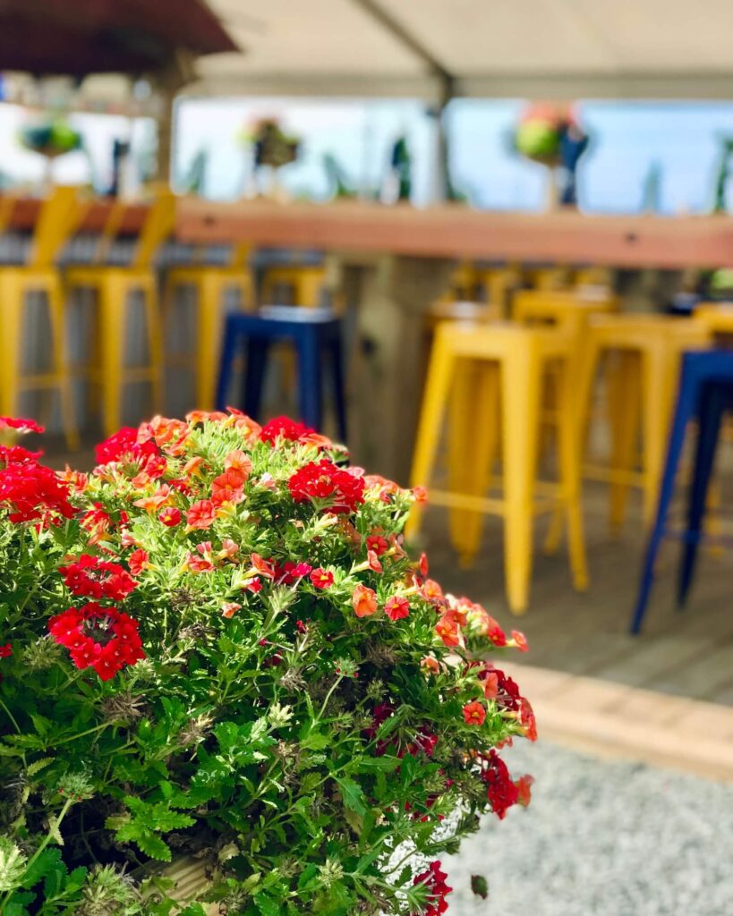 Red flowers at the bar